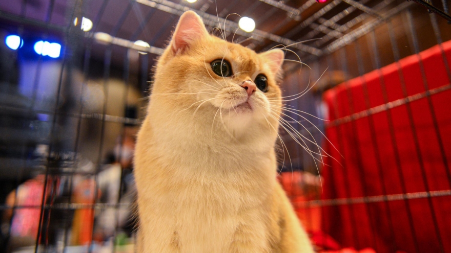 Hanoi hosts largest national cat show